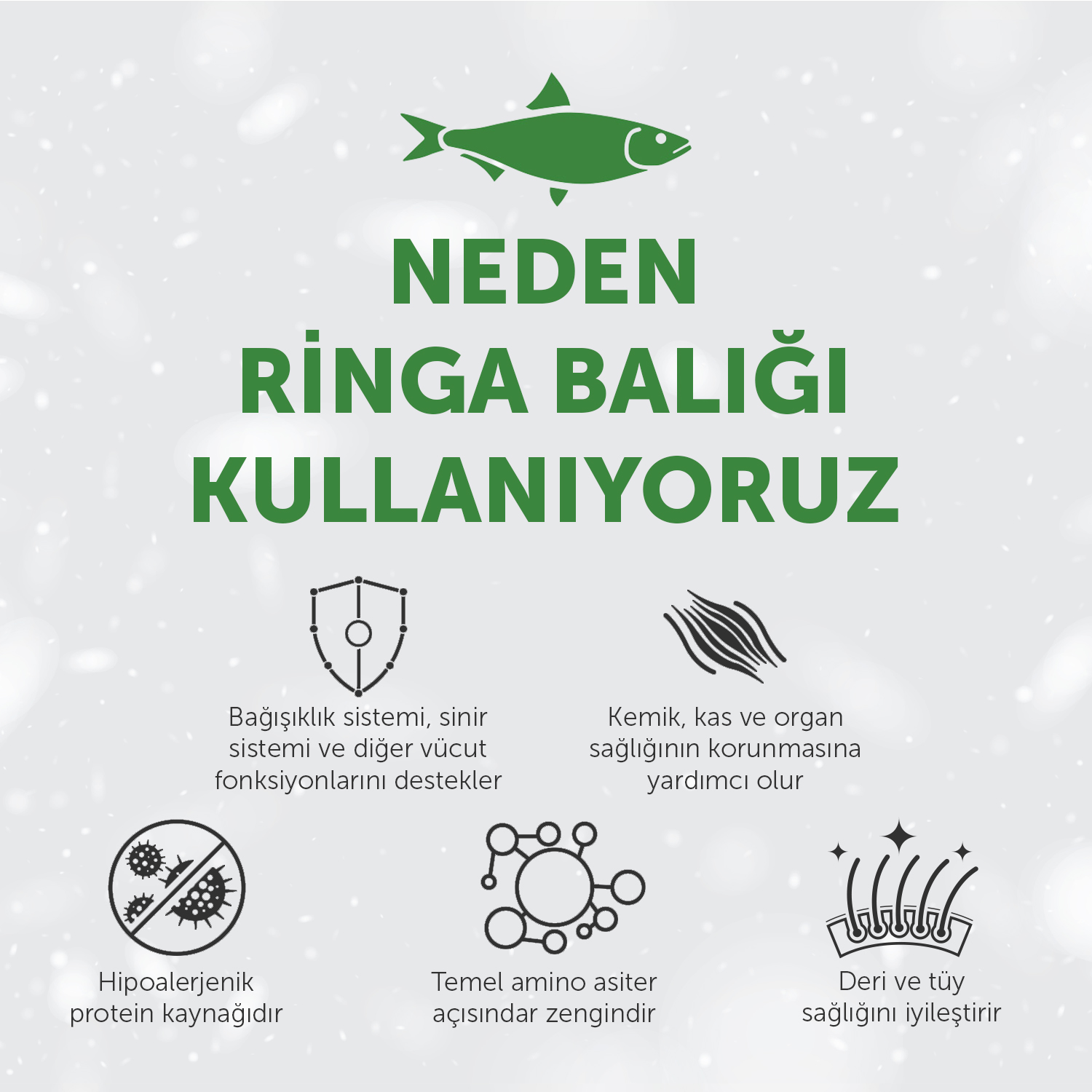 Beyaz Tüylü Köpekler İçin
