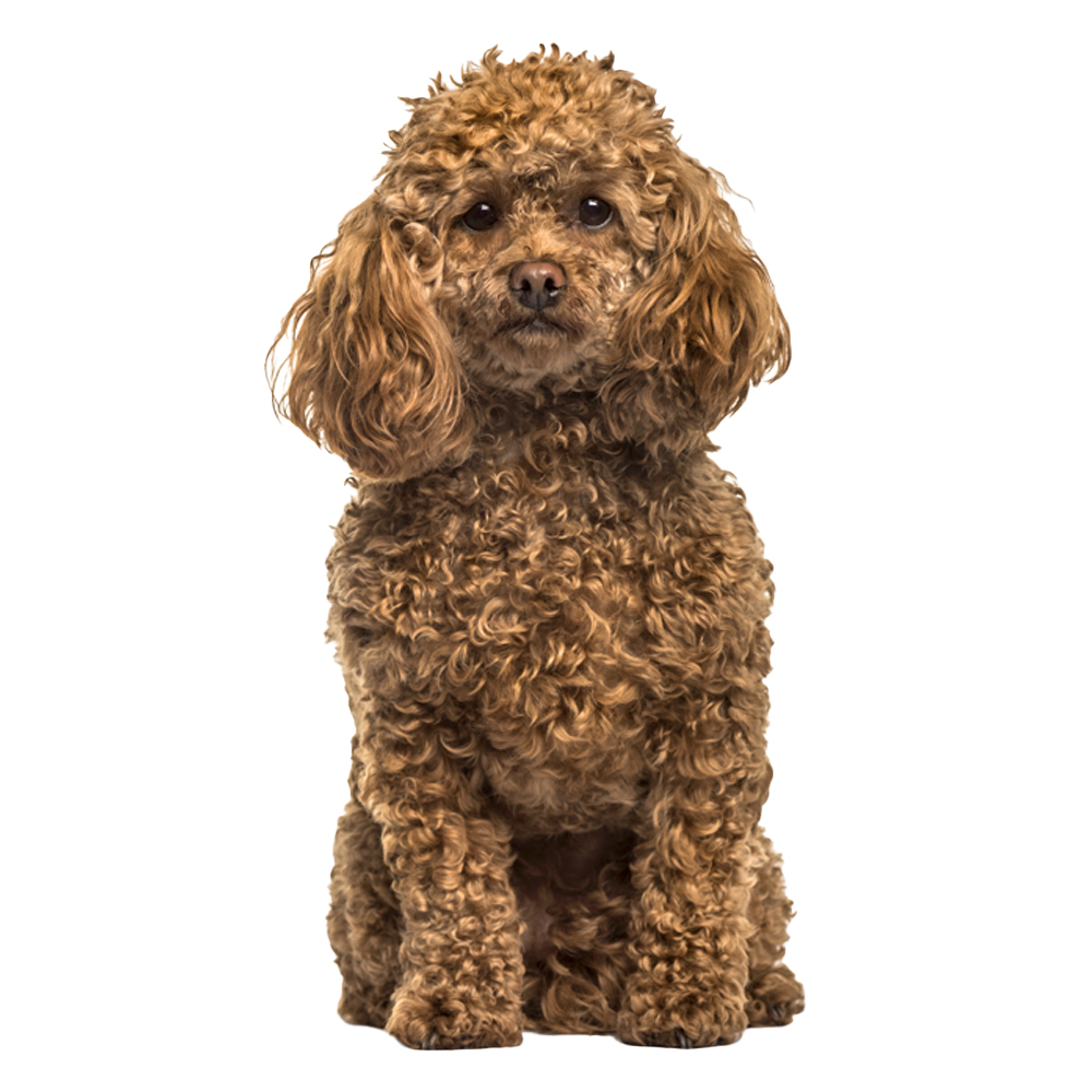 Beyaz Tüylü Köpekler İçin