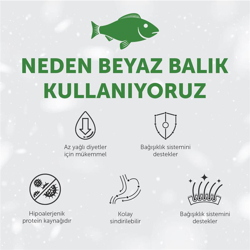 Beyaz Tüylü Köpekler İçin