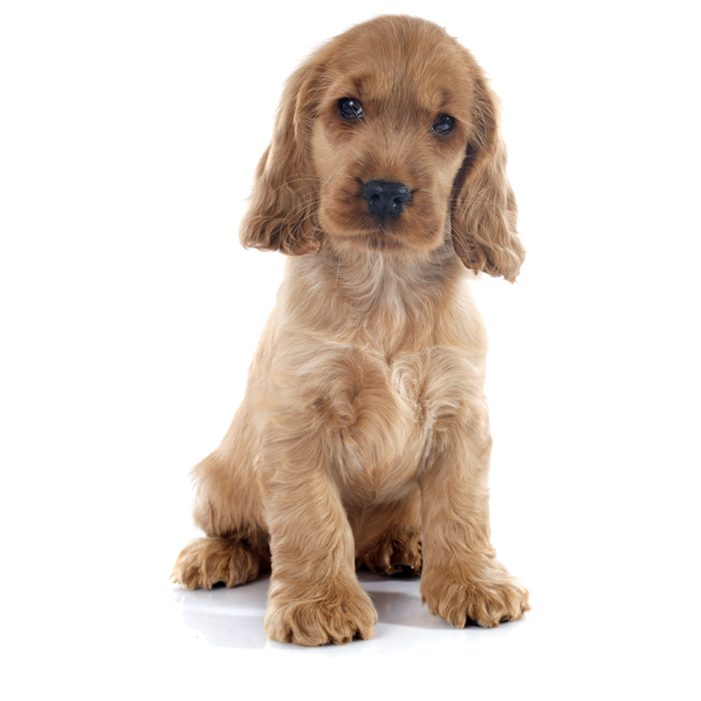 Beyaz Tüylü Köpekler İçin