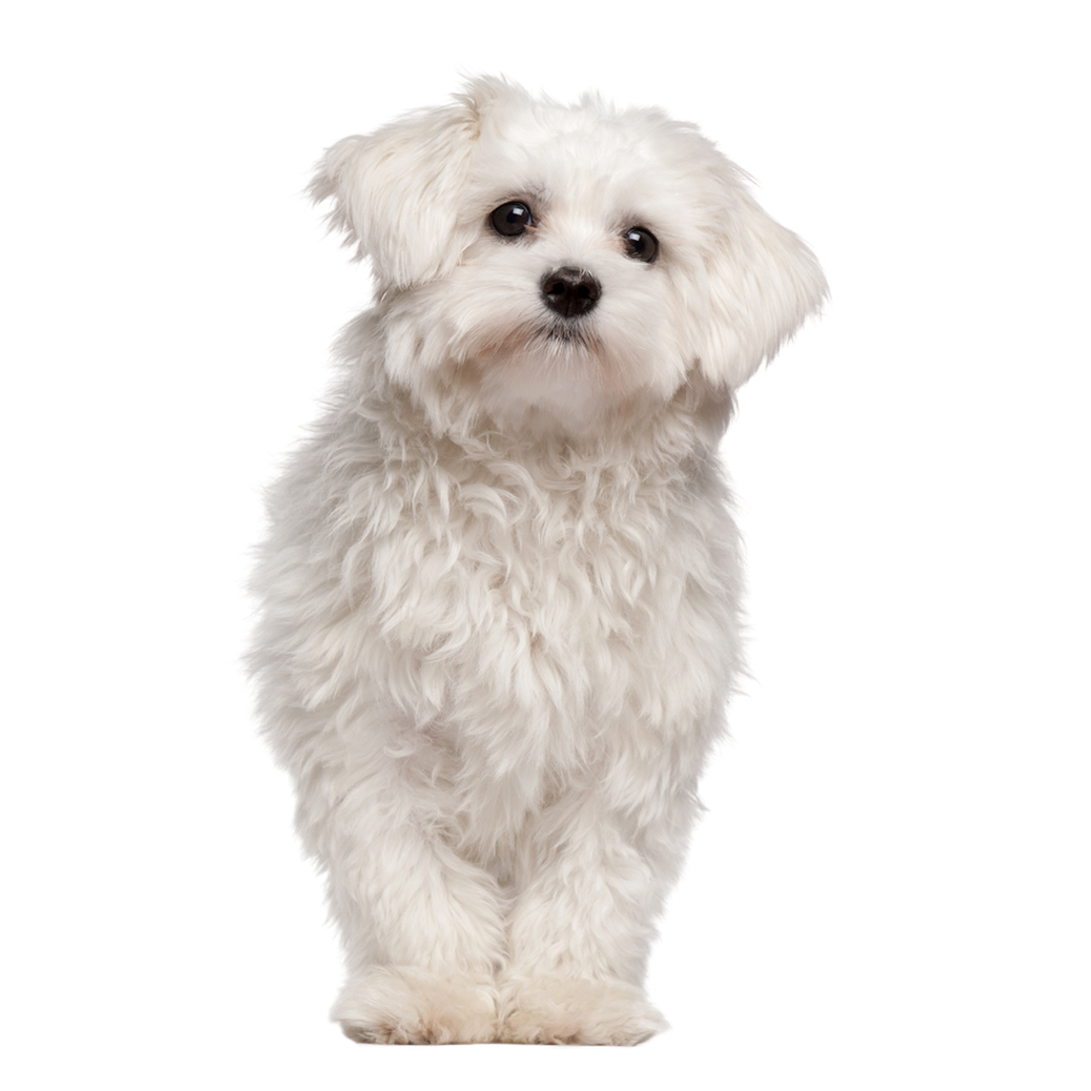 Beyaz Tüylü Köpekler İçin