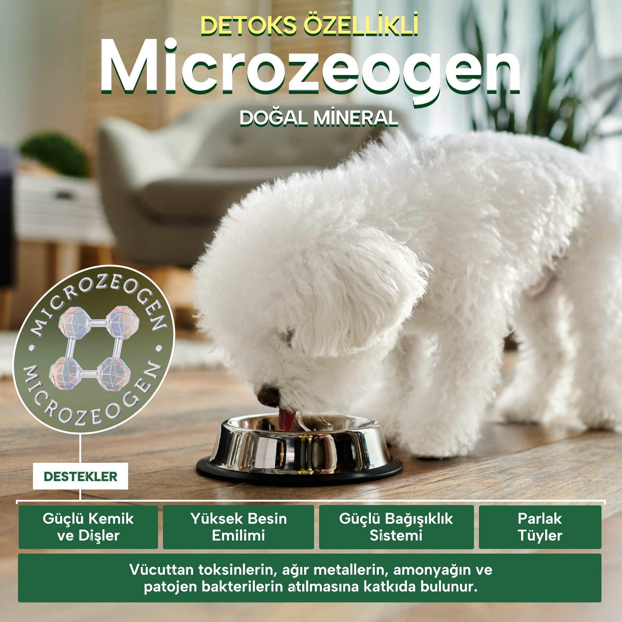 Beyaz Tüylü Köpekler İçin