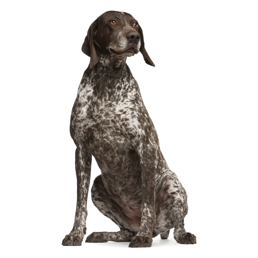 Beyaz Tüylü Köpekler İçin