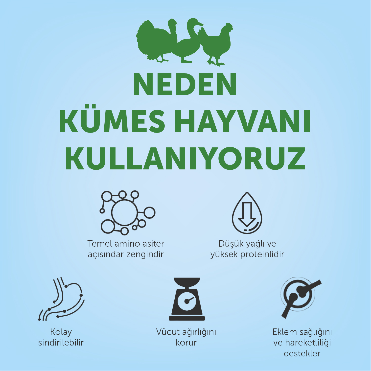 Beyaz Tüylü Köpekler İçin