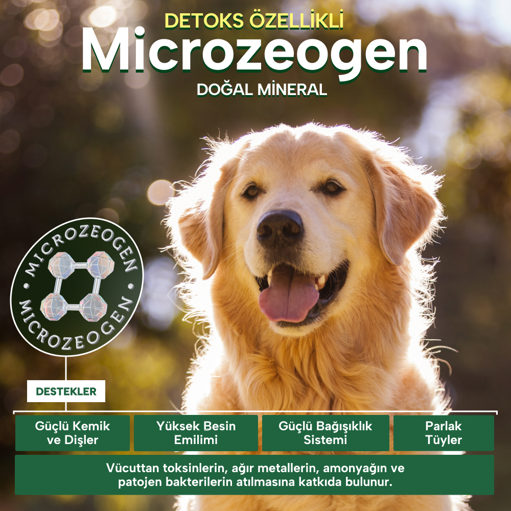 Beyaz Tüylü Köpekler İçin