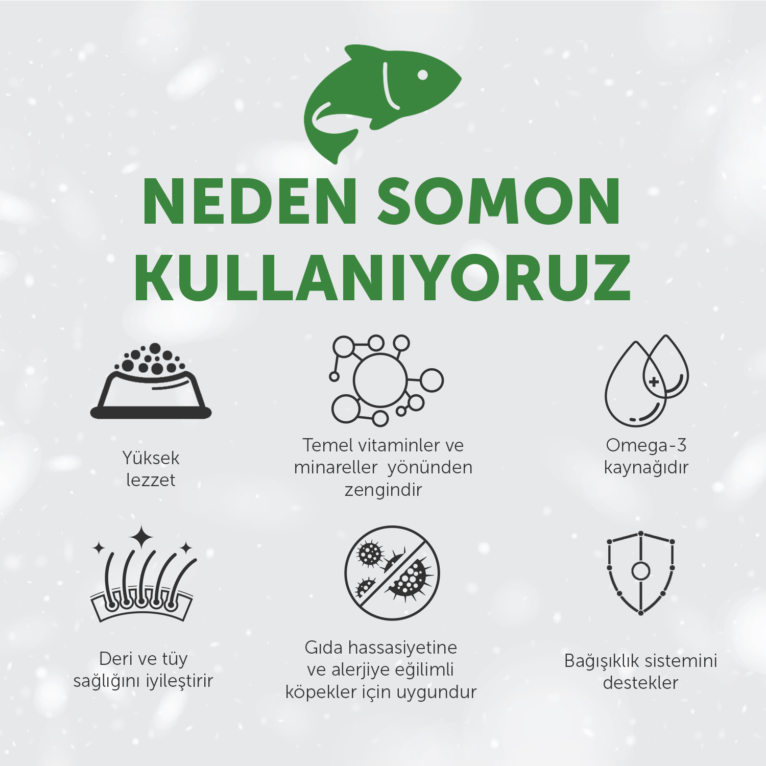 Beyaz Tüylü Köpekler İçin
