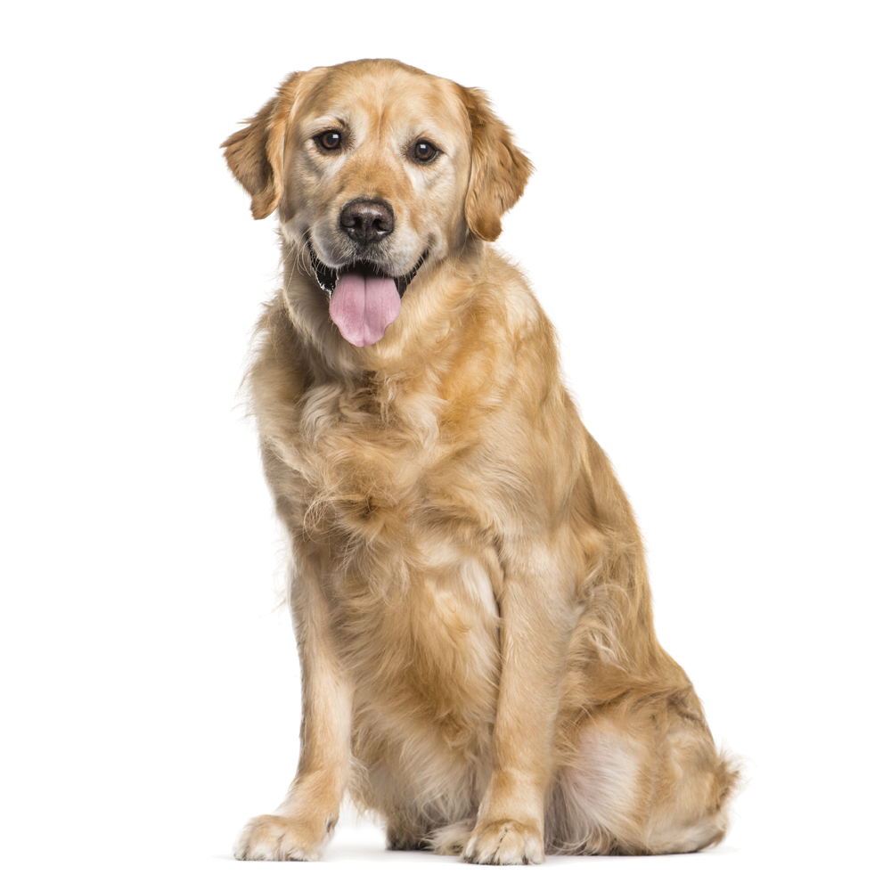 Beyaz Tüylü Köpekler İçin