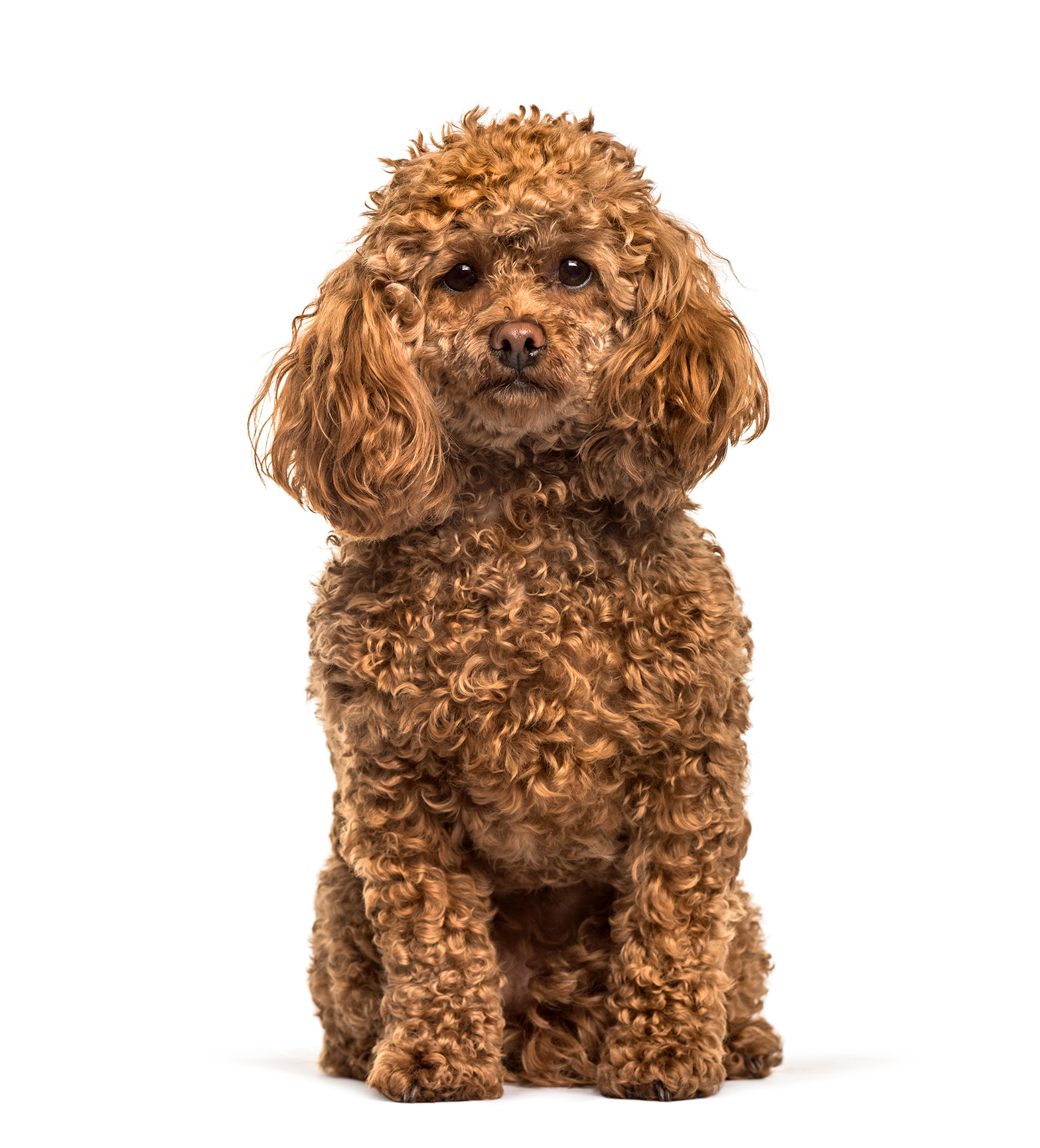 Beyaz Tüylü Köpekler İçin